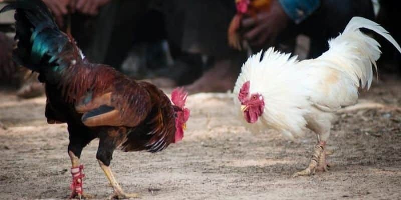 Hướng dẫn cá cược đá gà Thomo online